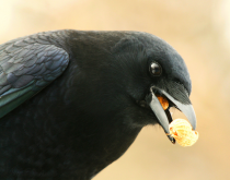 the nutty crow (image courtesy Jayne, nature 55)