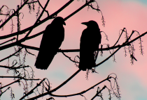 love birds (image courtesy David K. Werk)
