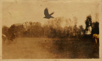sepia crows (image courtesy John "Jay" Glenn)