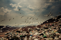 garbagedump (image courtesy Matt Mawson)