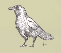 white crow (image courtesy Aaron Kovalcsik)