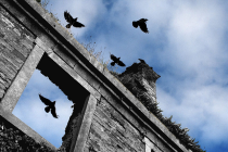 crows over old house (image courtesy Dave Williams)