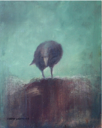 curious crow (image courtesy David Ladmore)